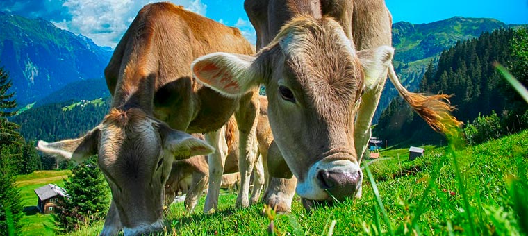 Как продлить свою жизнь